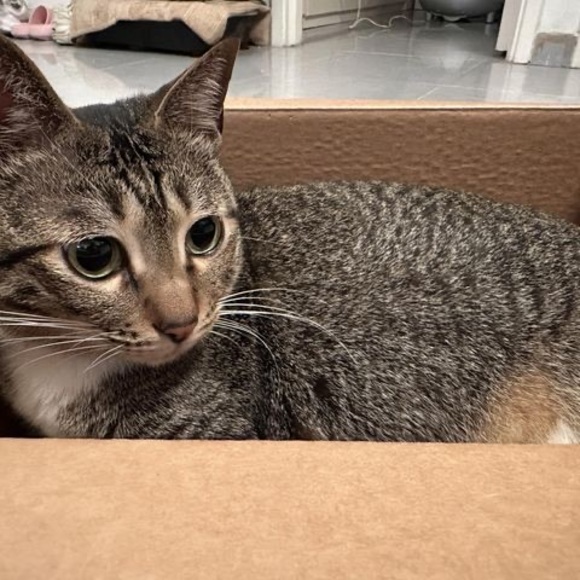 Meet your Posher, Stephanie - Picture 1 of 1